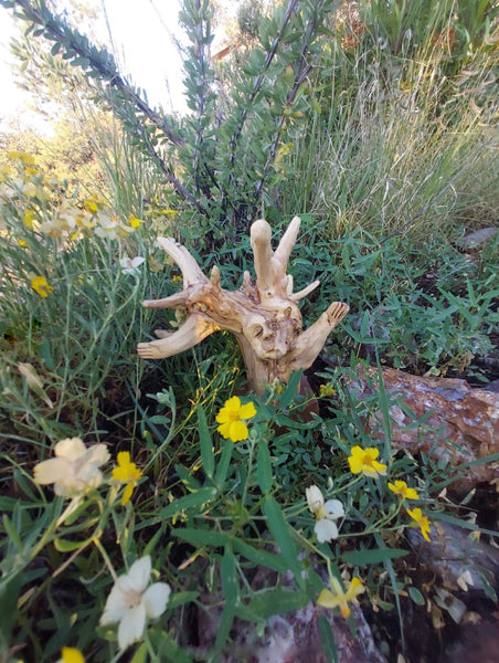 THE OLD ONE SPEAKS by artist Mark Cantrell