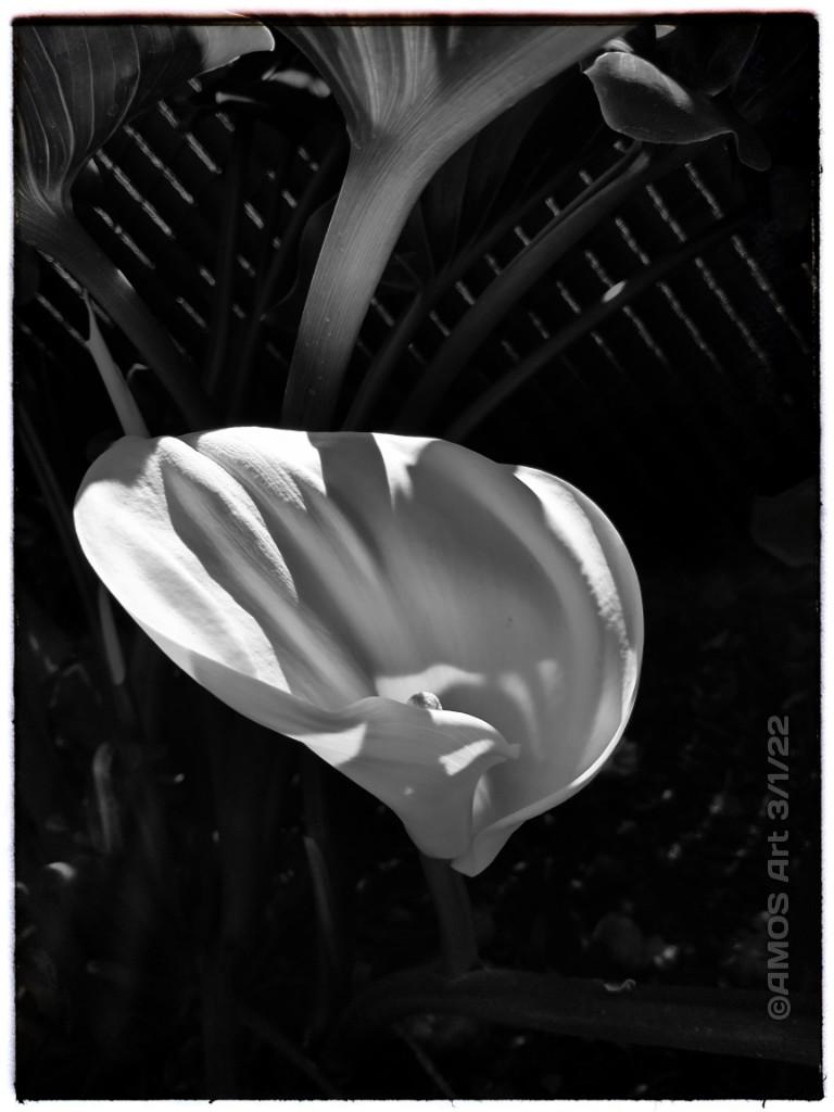LIGHT, 2022 by artist Angela Maria Ortiz S.
