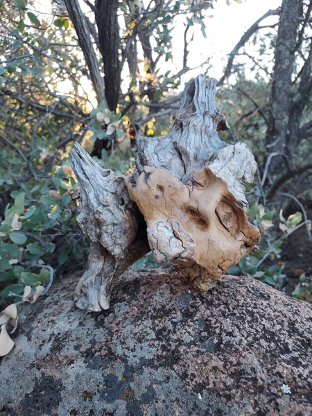 WOOD NYMPH SLEEPS by artist Mark Cantrell