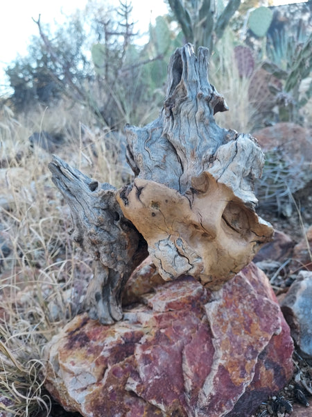 WOOD NYMPH SLEEPS by artist Mark Cantrell