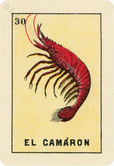 30 EL CAMARÓN (The Shrimp) by artist Kahla Lewis