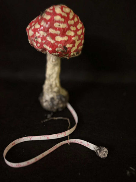 MUSHROOM by artist Disfairy