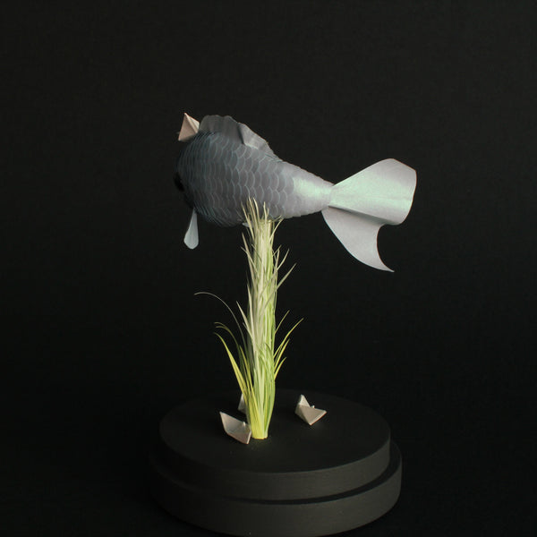 50 EL PESCADO (The Fish) / Ahoy by artist Alexandra Lukaschewitz