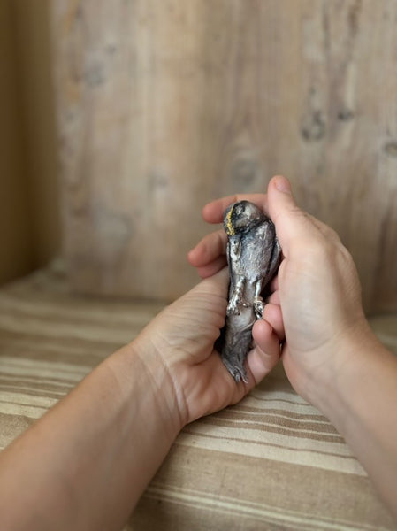 PERCIVAL WREN (bird brooch) by artist Disfairy