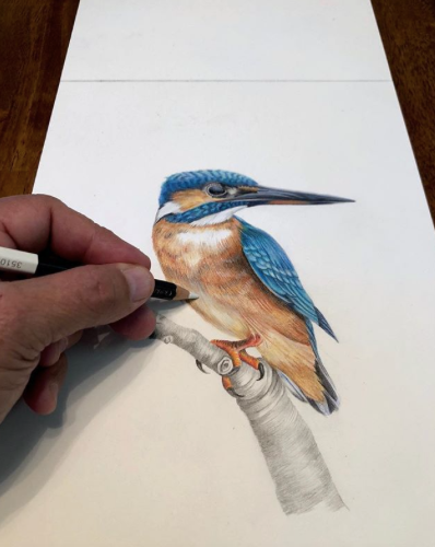 Australian Common Kingfisher and Carnaby’s Black Cockatoo by artist MJ Orgeron
