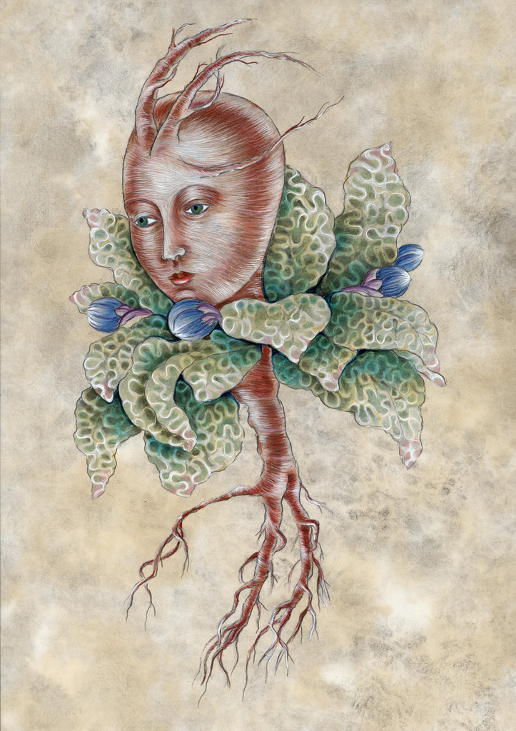 Mandrake Mary Crimson artist Donna Abbate